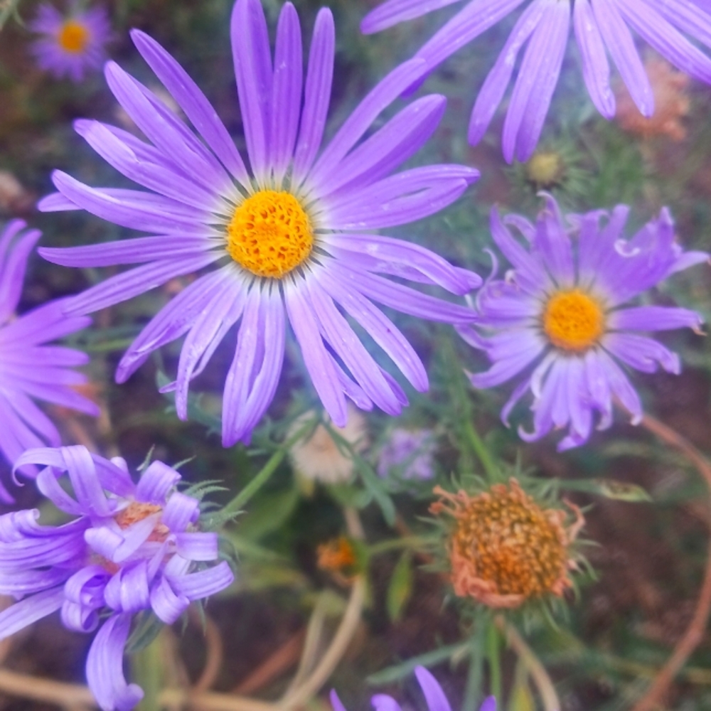 Wildflower seeds